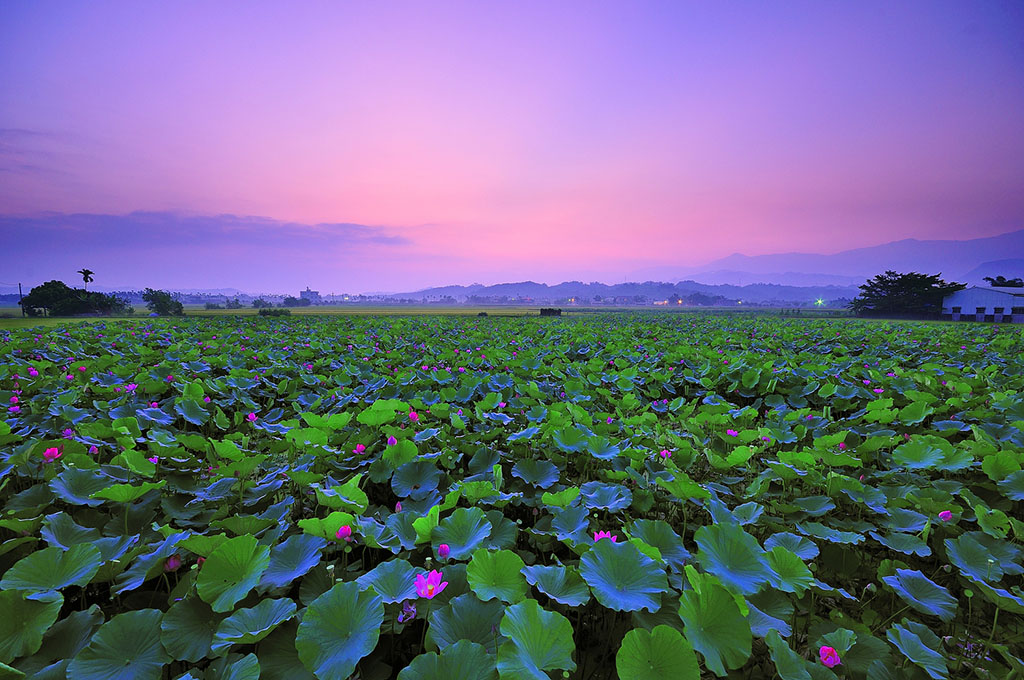 白河蓮花