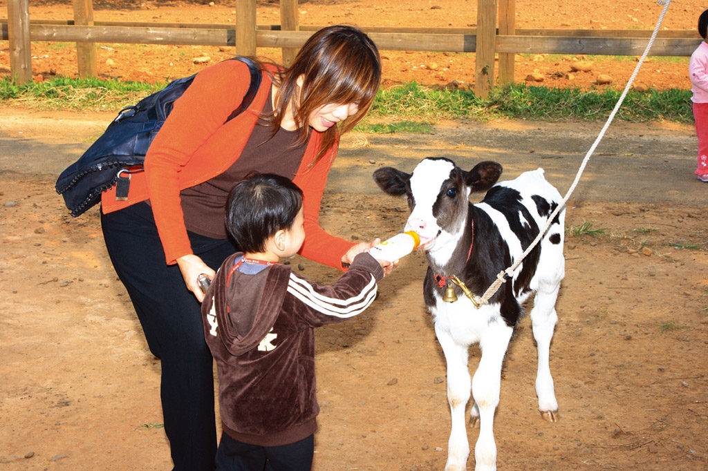 子牛に牛乳を食べさせる