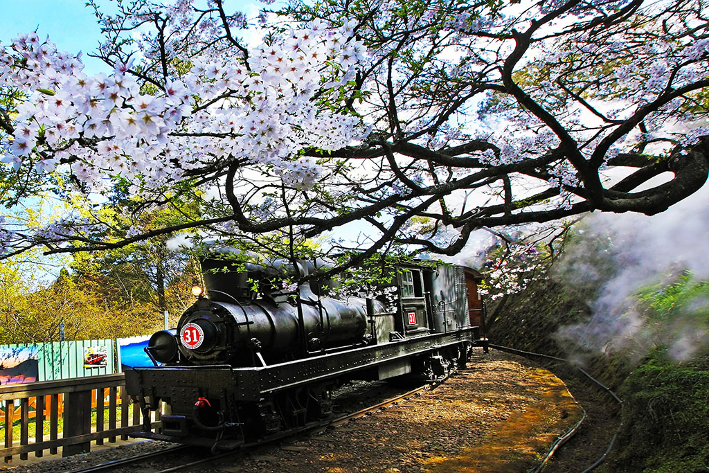阿里山火車と桜