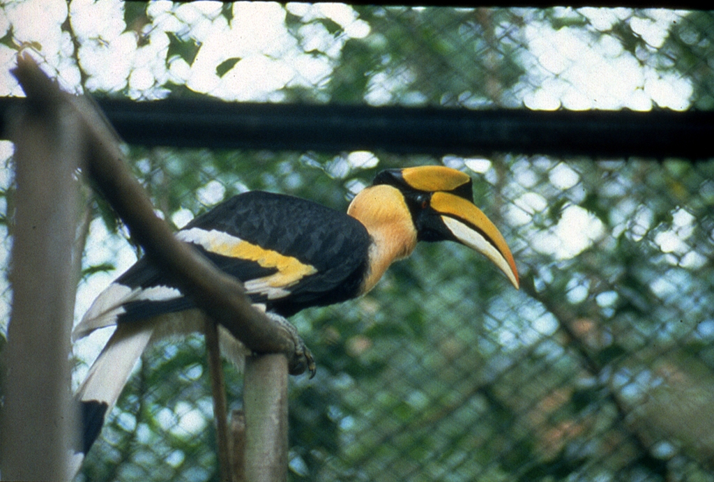 鳳凰谷鳥園生態園区