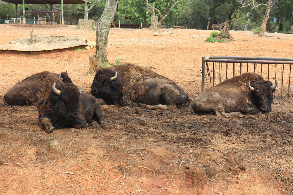 野生動物