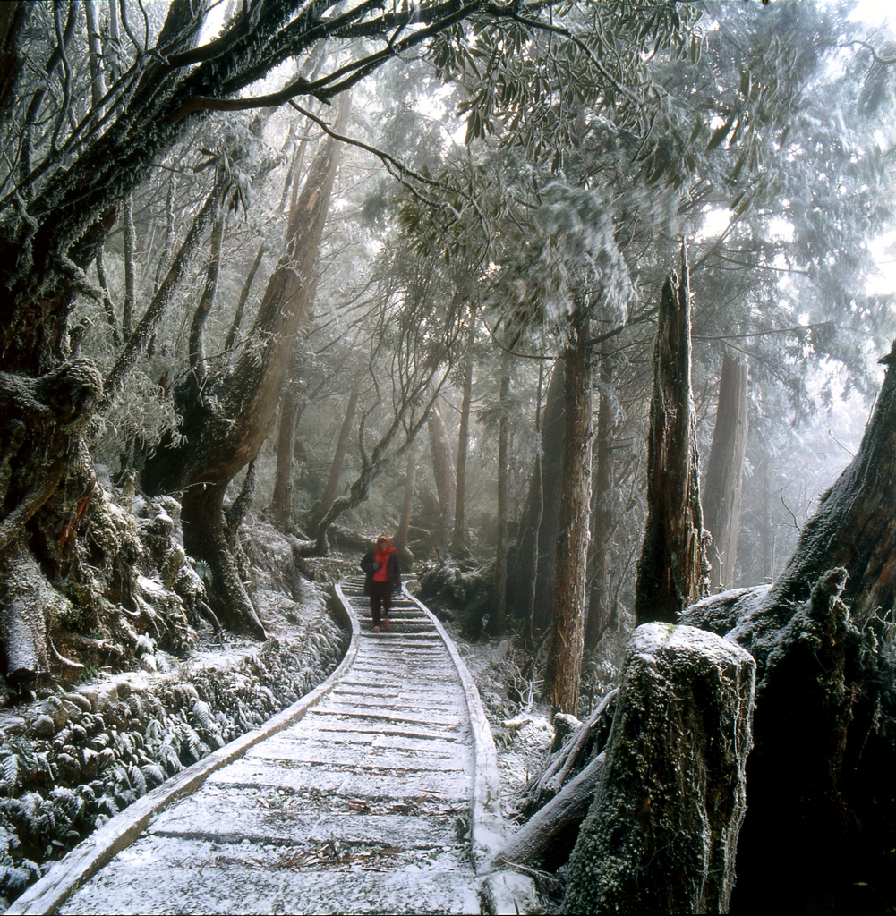 森林歩道の雪景色