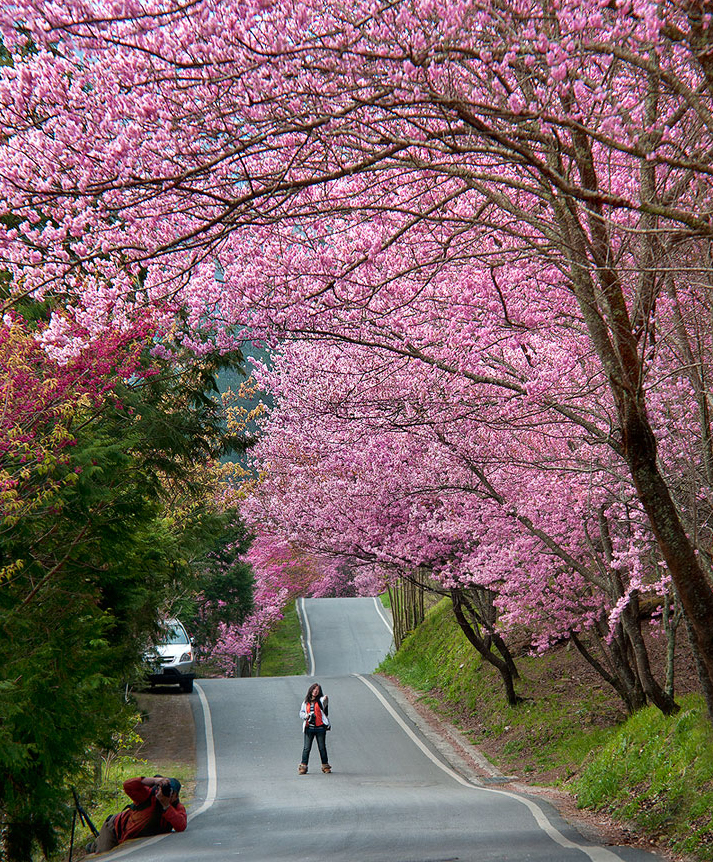 桜の花見