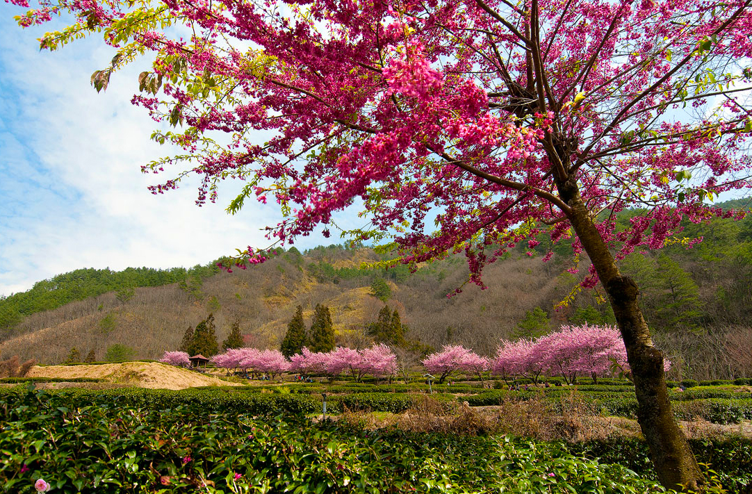 桜の花