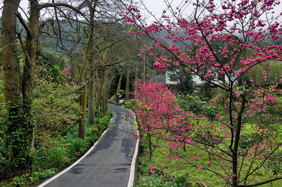 桜並木