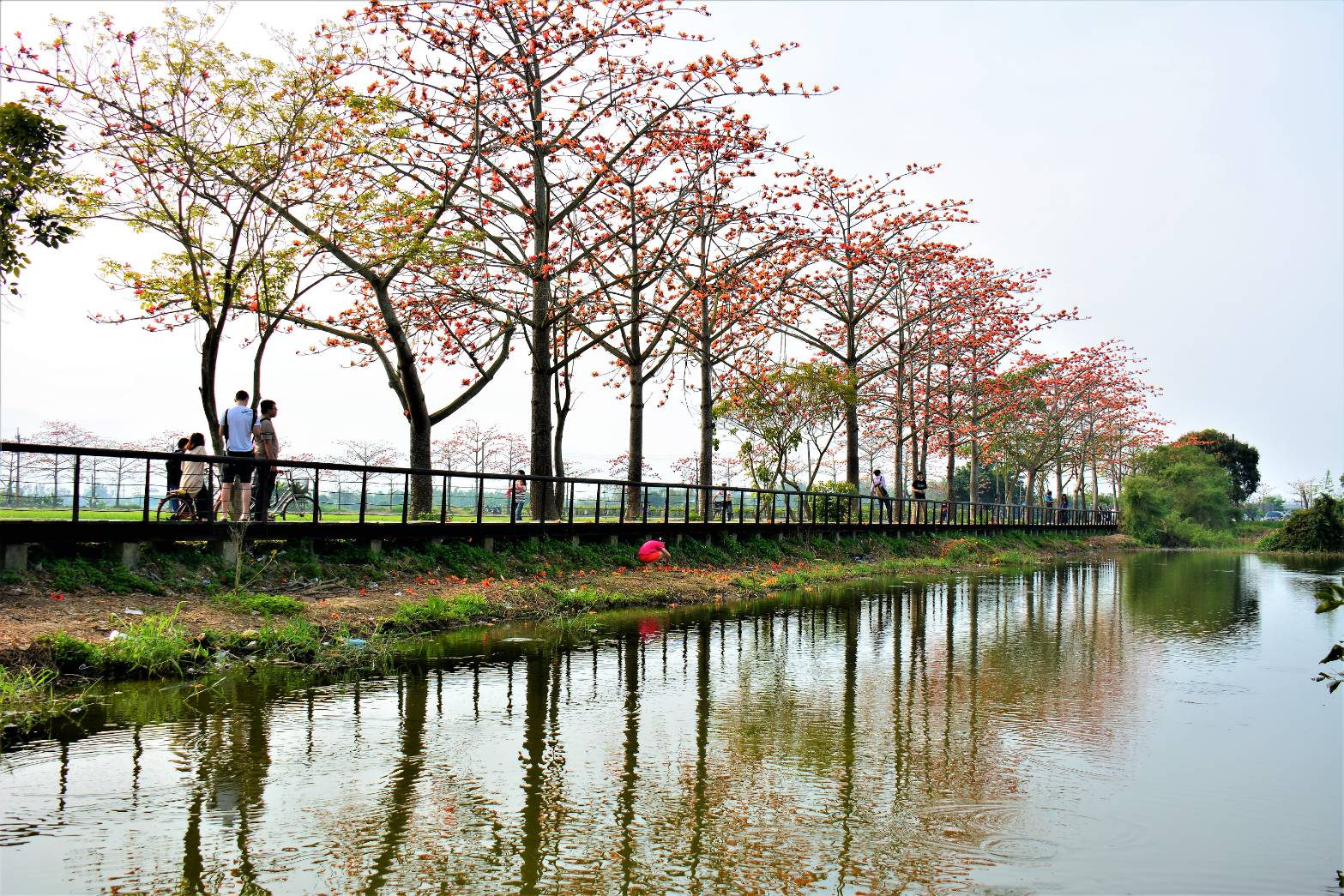 林初埤キワタの花道側の歩道