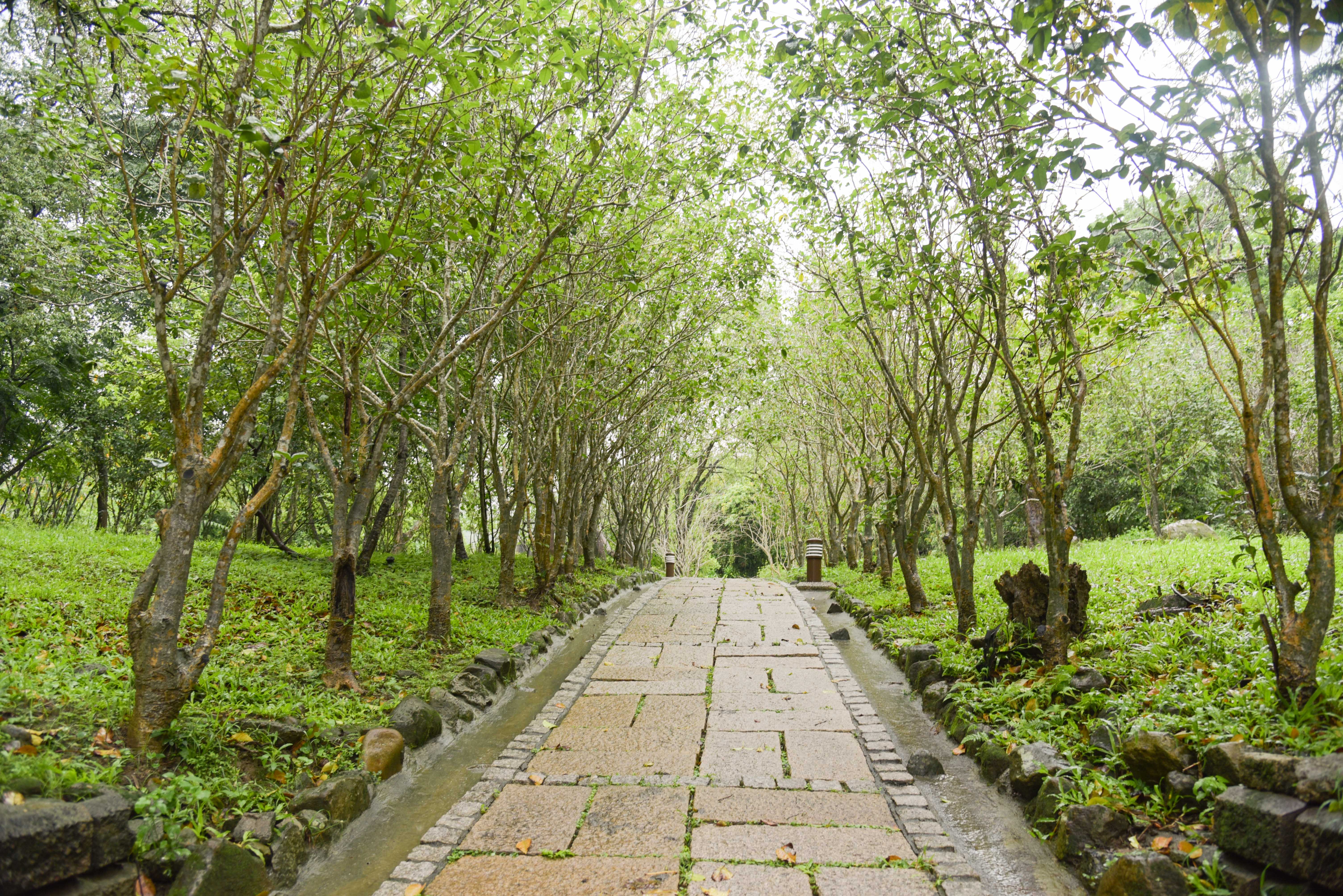 嶺頂公園のモクセイ小道