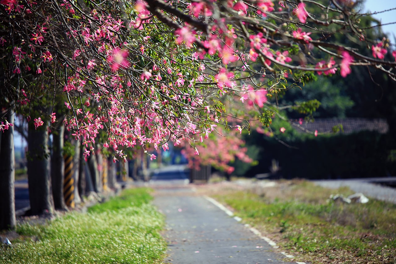 美人樹歩道（許展嘉撮影）