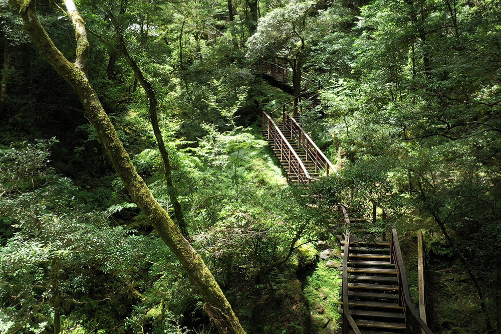 拉拉山国家森林遊楽区-巨木歩道