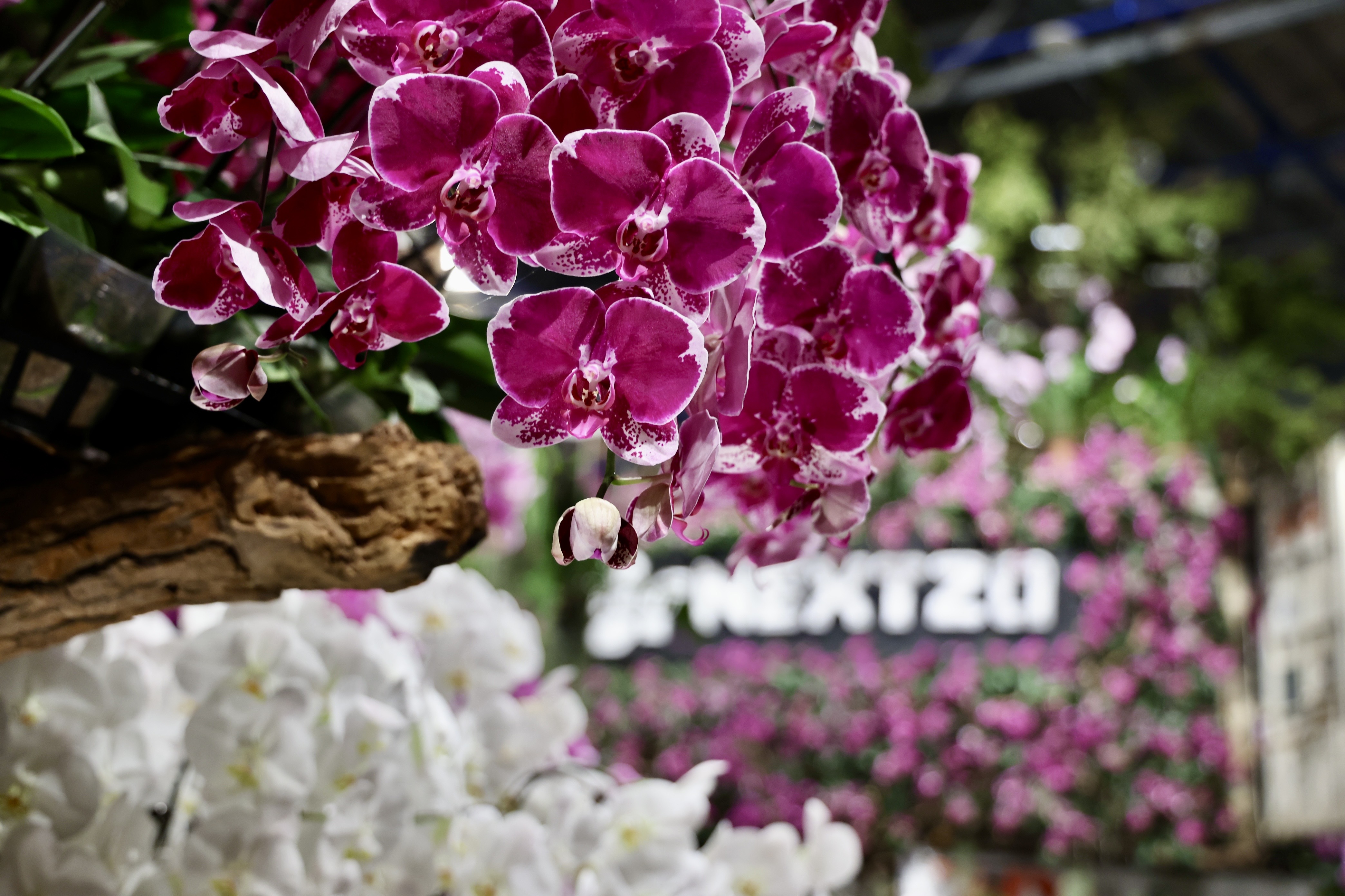 2026台湾国际兰展