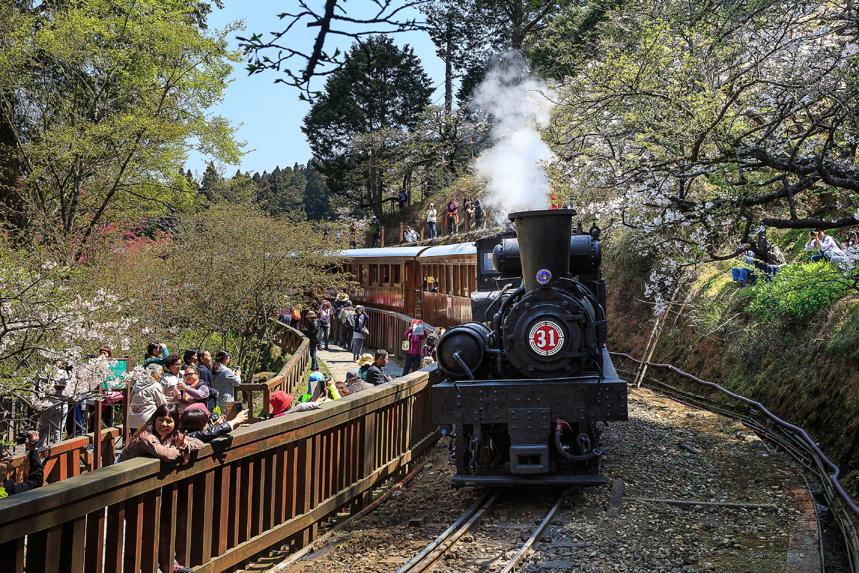 2026阿里山林铁赏樱、赏枫主题列车游程