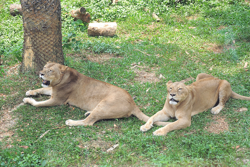 寿山動物園