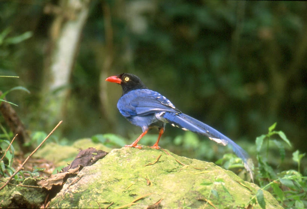扇平森林生態科学園