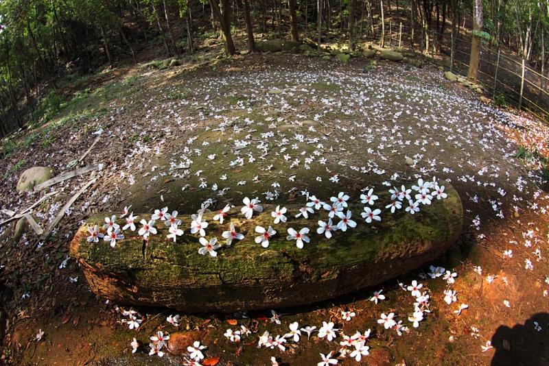 三義木彫芸術の町