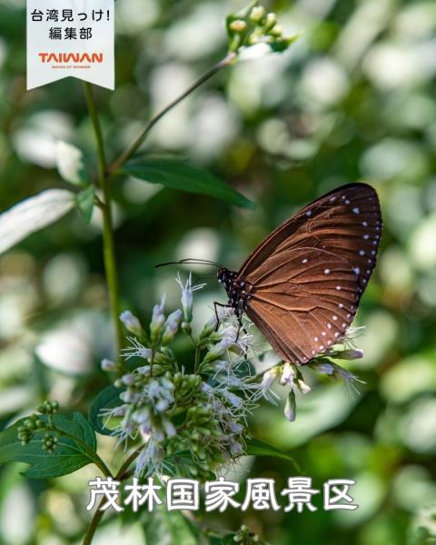 大家好（皆）～編集部！台湾「蝶王国」呼存？ 台湾400種以上 ...