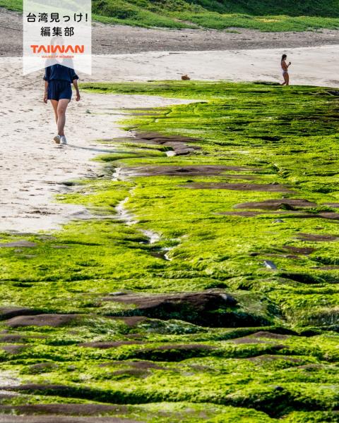 大家好（皆）～編集部！春北海岸風物詩新北市石門区海岸見「老梅 ...