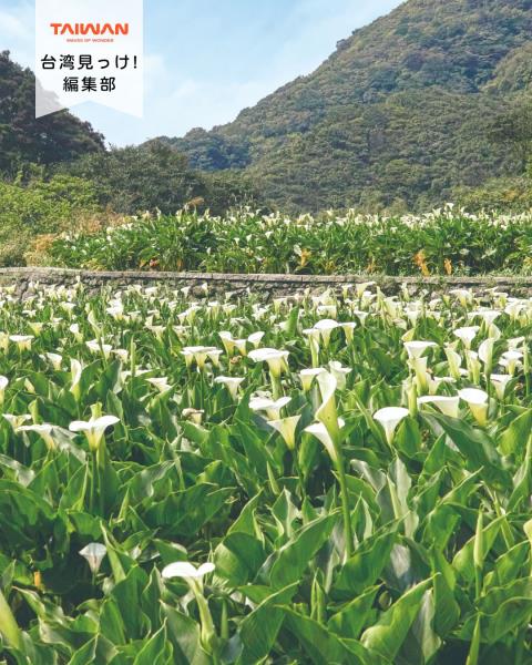 大家好（皆）～編集部！春台北桜様花次満開迎花季節！ 春台北来 ...