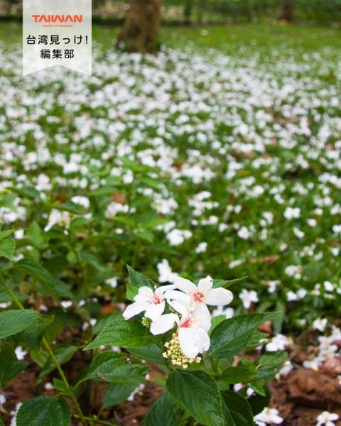 大家好（皆）～編集部！毎年4月5月油桐花（）花見 5月花「五 ...