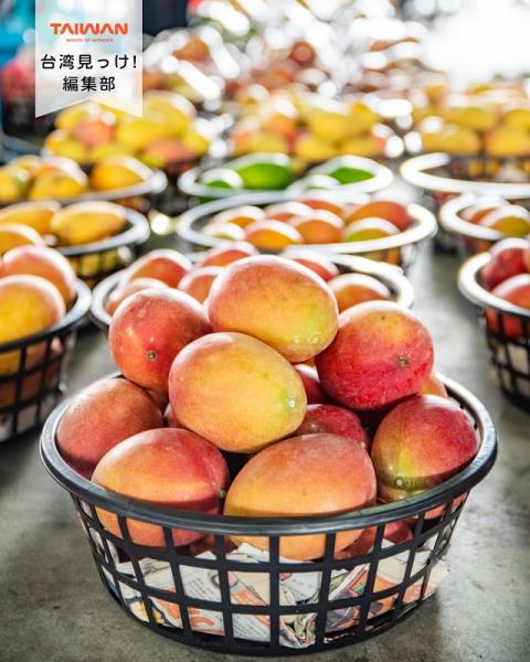大家好（皆）～編集部！台南市玉井区愛文芒果（）栽培最初成功「 ...