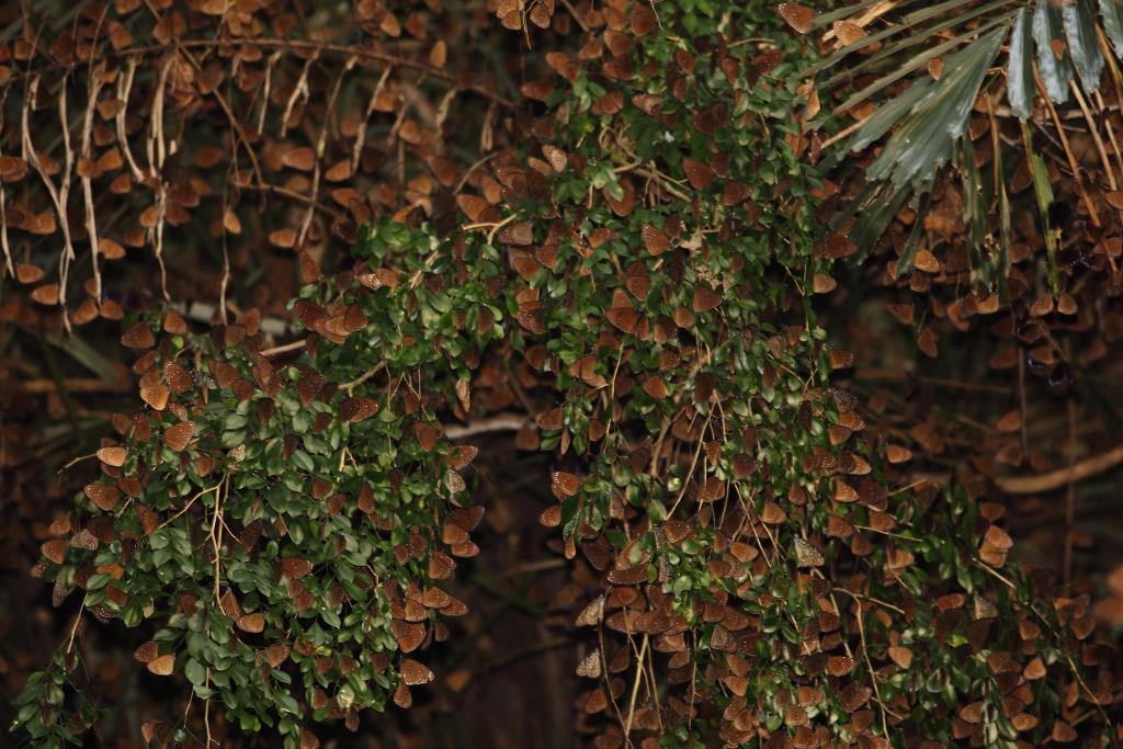ルリマダラが地面で吸水し、蝶の絨毯のような光景が出現  写真提供：茂林國家風景區管理處