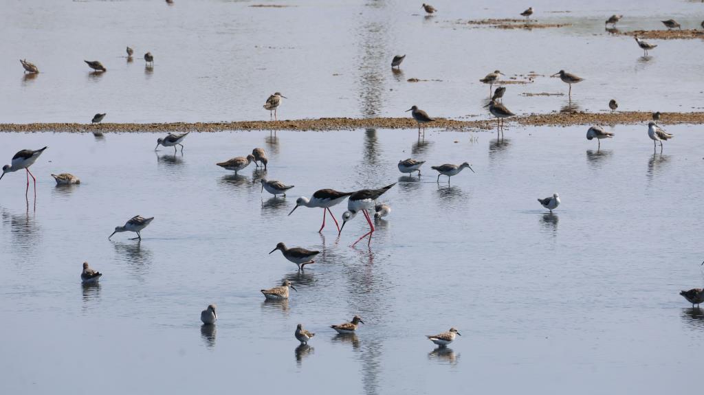 台湾国際バードウォッチングマラソン-1