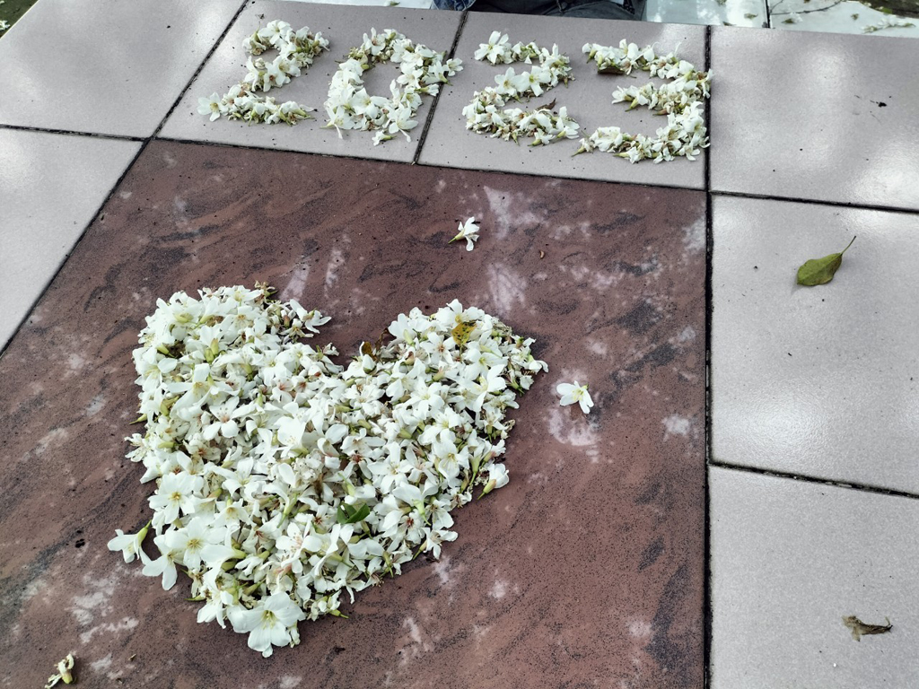 客家桐の花祭り-06  年度：2023  写真提供：新竹縣政府