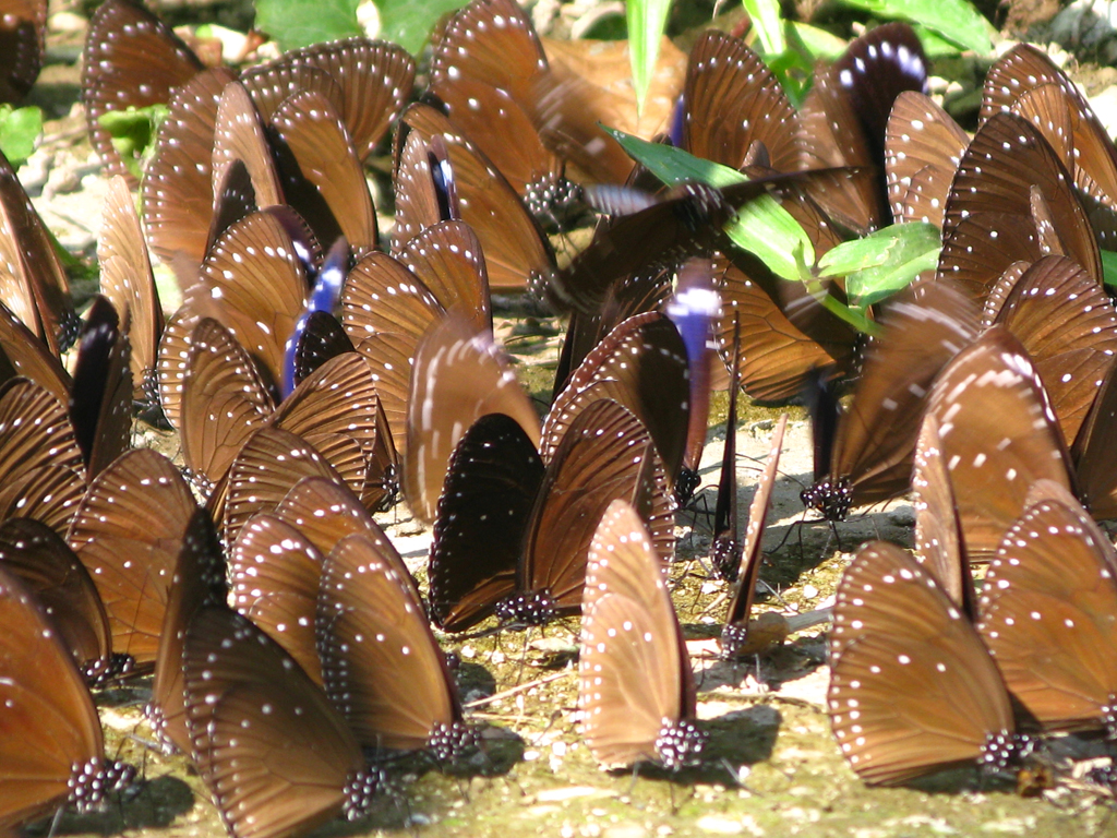 ルリマダラが地面で吸水し、蝶の絨毯のような光景が出現  写真提供：茂林国家風景区管理処